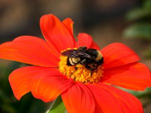 Пчелиный прополис